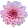 🤩 Эмодзи «Plants» для Telegram