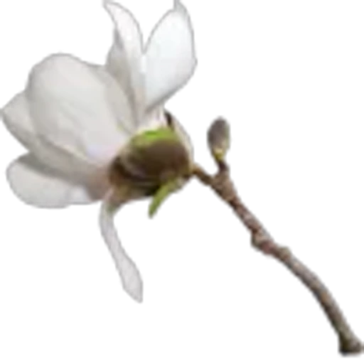 🤩 Эмодзи «Plants» для Telegram