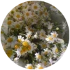 🌼 Эмодзи «Goblincore» для Telegram
