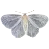 🦋 Эмодзи «Goblincore» для Telegram