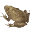 🐸 Эмодзи «Goblincore» для Telegram