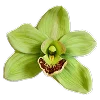 🌺 Эмодзи «Буквы, цветы, иконки» для Telegram