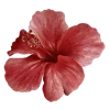 🌺 Эмодзи «Буквы, цветы, иконки» для Telegram