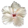 🌺 Эмодзи «Буквы, цветы, иконки» для Telegram