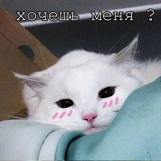 🤗 Стикер «Agressive and nice kittens» для Telegram