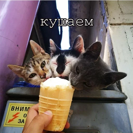 Стикерпак Agressive and nice kittens для Telegram — скачать