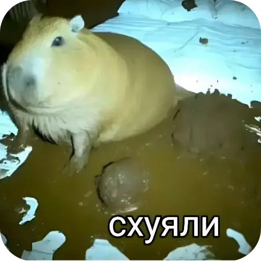 🐦 Стикер «лелеле» для Telegram