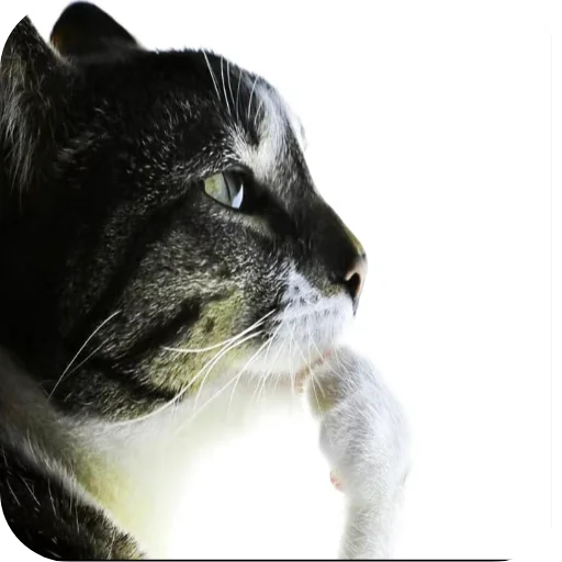 🐱 Стикер «лелеле» для Telegram