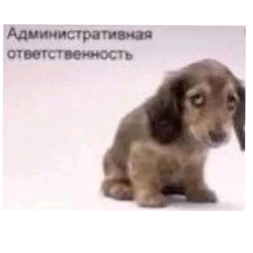 🐶 Стикер «лелеле» для Telegram