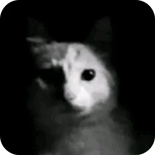 🐱 Стикер «лелеле» для Telegram