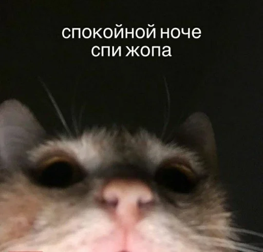 😆 Стикер «АХТУНГ!!» для Telegram