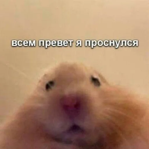 😄 Стикер «АХТУНГ!!» для Telegram