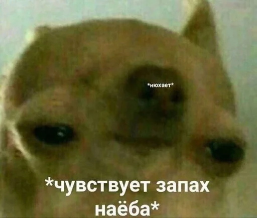 😧 Стикер «АХТУНГ!!» для Telegram