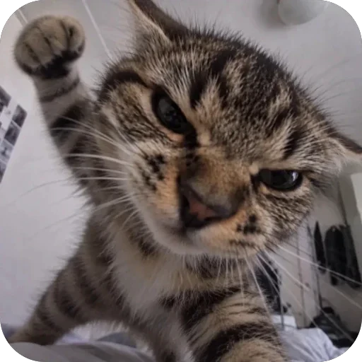 🫥 Стикер «ахуйнез edition» для Telegram