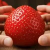 🍓 Эмодзи «Видео набор эмоджи с мемными AI фруктами» для Telegram
