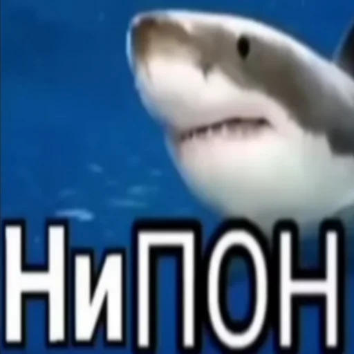 😐 Стикер «акулыч» для Telegram