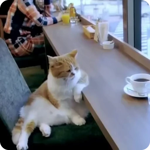 😭 Стикер «Funny Cats» для Telegram