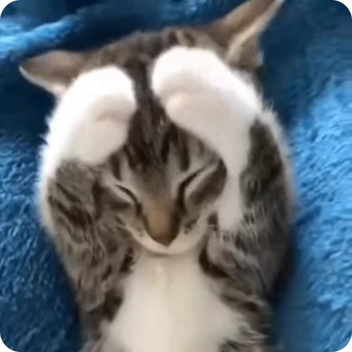 😳 Стикер «Funny Cats» для Telegram