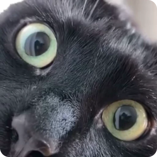 🤯 Стикер «Funny Cats» для Telegram