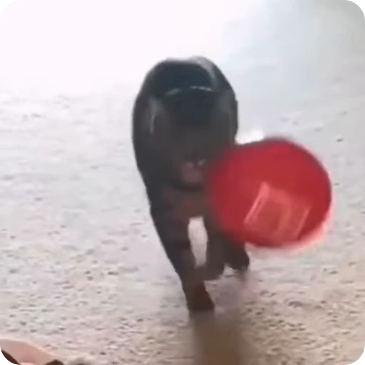 🤗 Стикер «Funny Cats» для Telegram