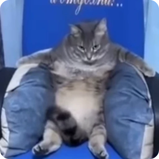 💪 Стикер «Funny Cats» для Telegram