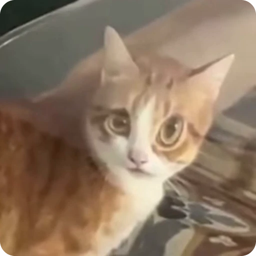 🤨 Стикер «Funny Cats» для Telegram