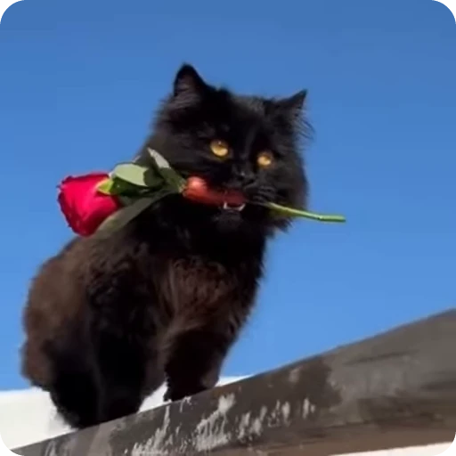 💐 Стикер «Funny Cats» для Telegram