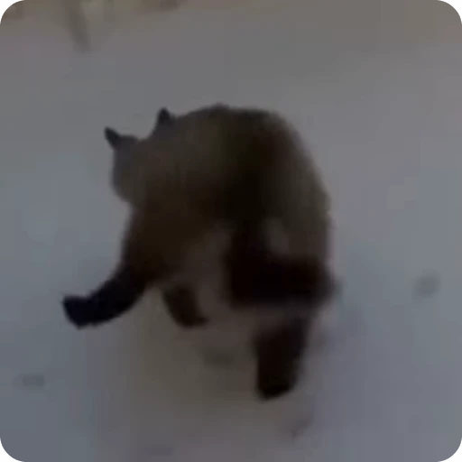 😒 Стикер «Funny Cats» для Telegram
