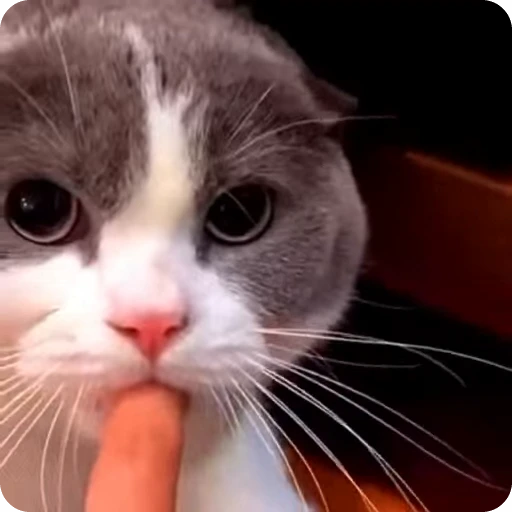 🤤 Стикер «Funny Cats» для Telegram