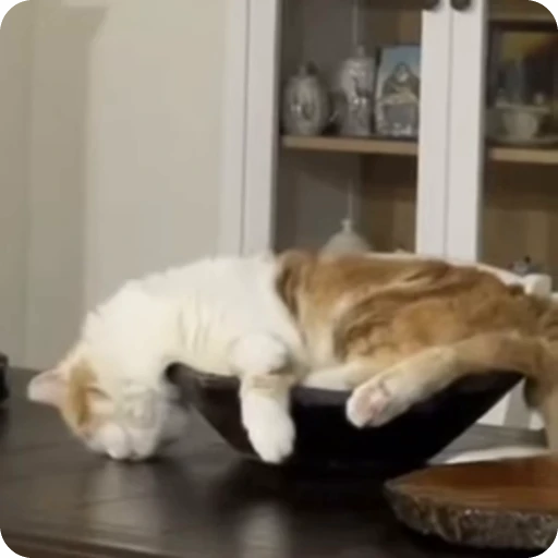 😌 Стикер «Funny Cats» для Telegram
