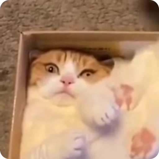 🍌 Стикер «Funny Cats» для Telegram