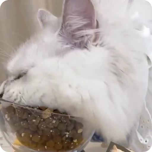 🥘 Стикер «Funny Cats» для Telegram