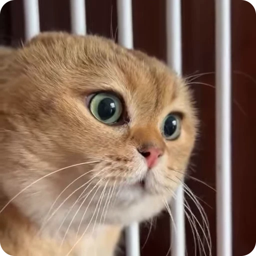 🤬 Стикер «Funny Cats» для Telegram