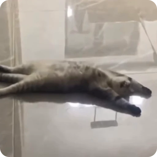 🥱 Стикер «Funny Cats» для Telegram