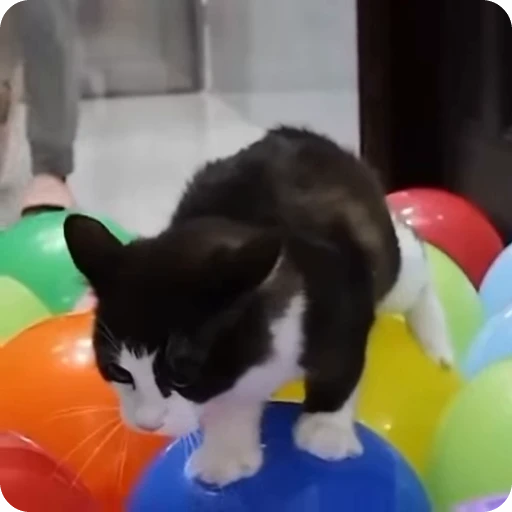 😱 Стикер «Funny Cats» для Telegram