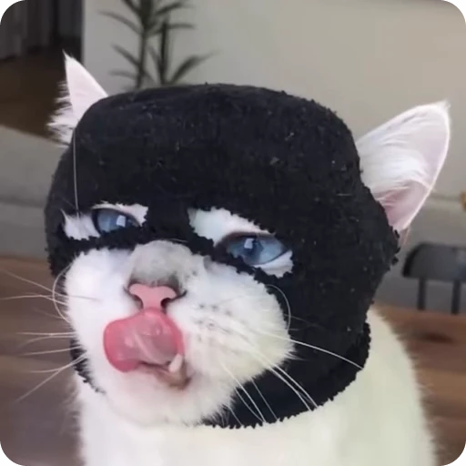 😋 Стикер «Funny Cats» для Telegram