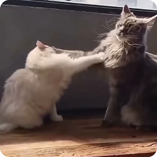 👍 Стикер «Funny Cats» для Telegram