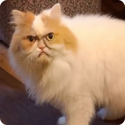 😡 Стикер «Funny Cats» для Telegram