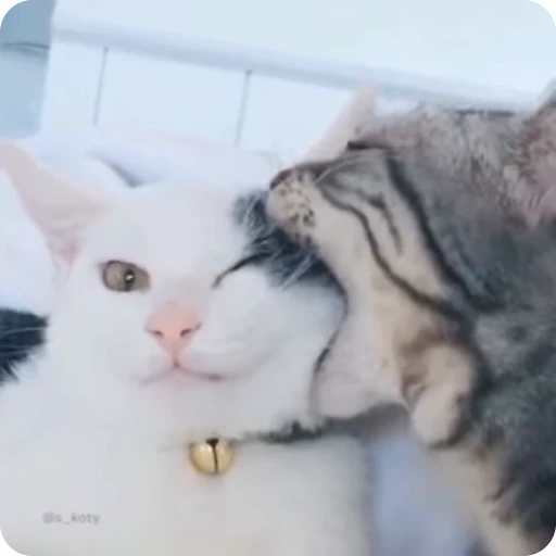 😘 Стикер «Funny Cats» для Telegram
