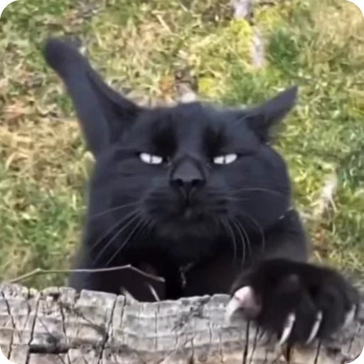 ☺️ Стикер «Funny Cats» для Telegram