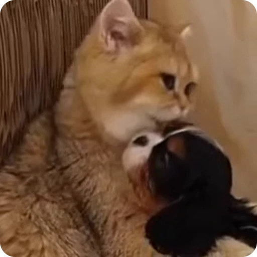 😘 Стикер «Funny Cats» для Telegram