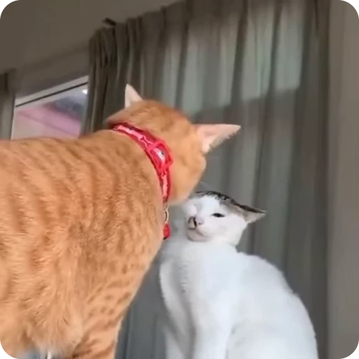 😡 Стикер «Funny Cats» для Telegram