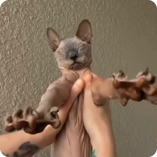 🤗 Стикер «Funny Cats» для Telegram