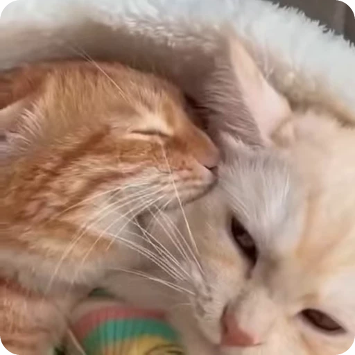 🤫 Стикер «Funny Cats» для Telegram