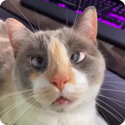 🤪 Стикер «Funny Cats» для Telegram