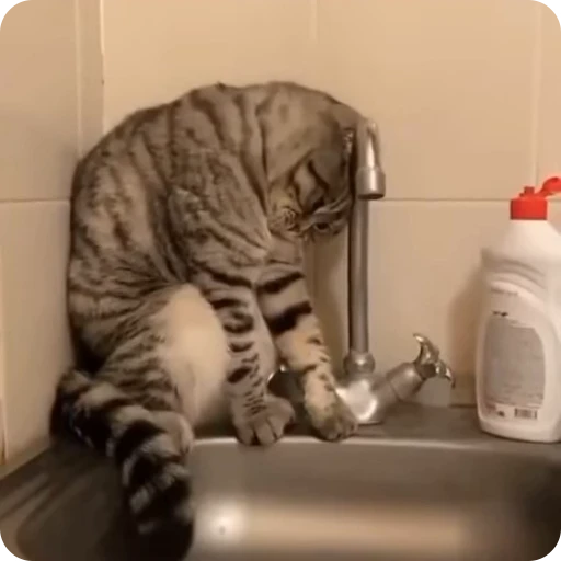 😢 Стикер «Funny Cats» для Telegram