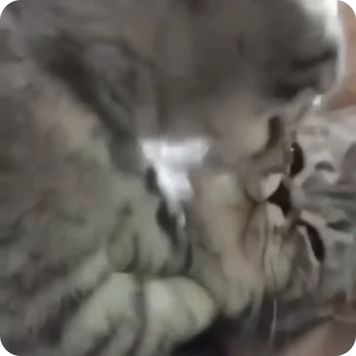 😘 Стикер «Funny Cats» для Telegram