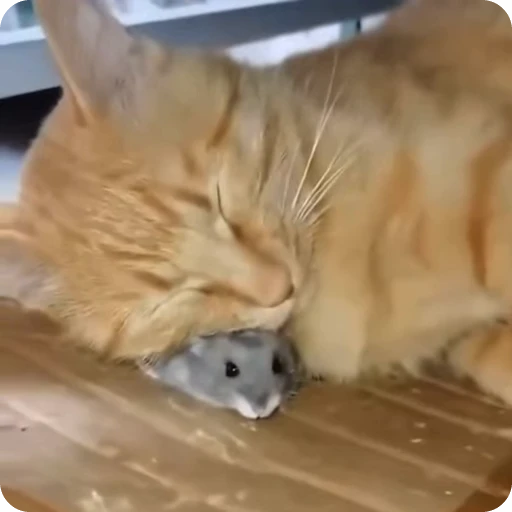 🐭 Стикер «Funny Cats» для Telegram