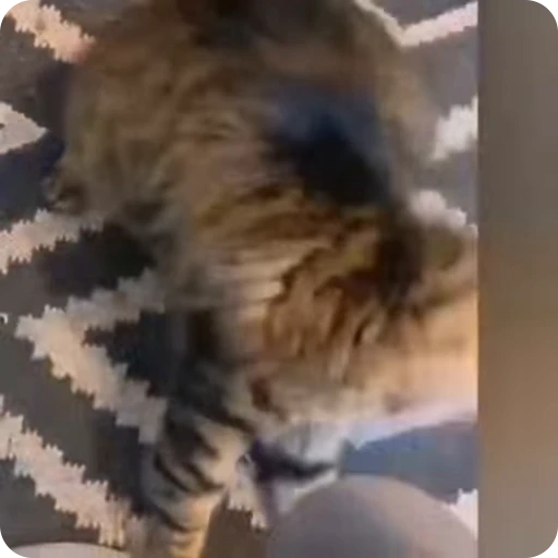 👎 Стикер «Funny Cats» для Telegram