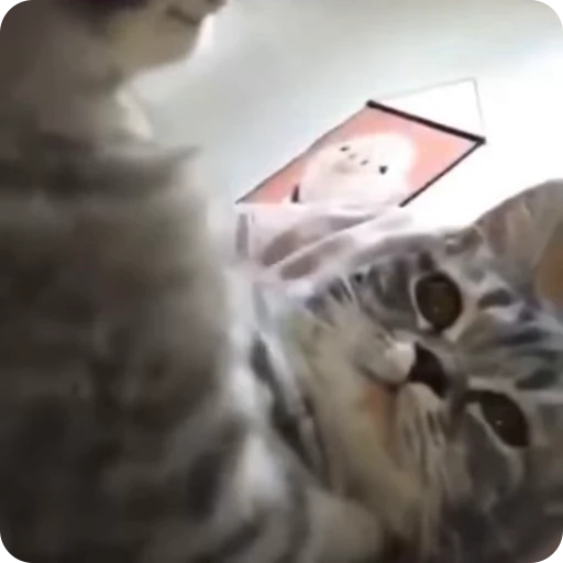😘 Стикер «Funny Cats» для Telegram